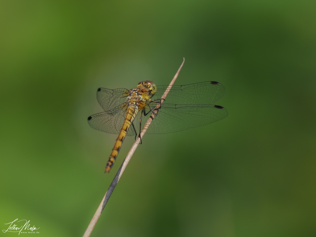 Heidelibelle - Dragonfly