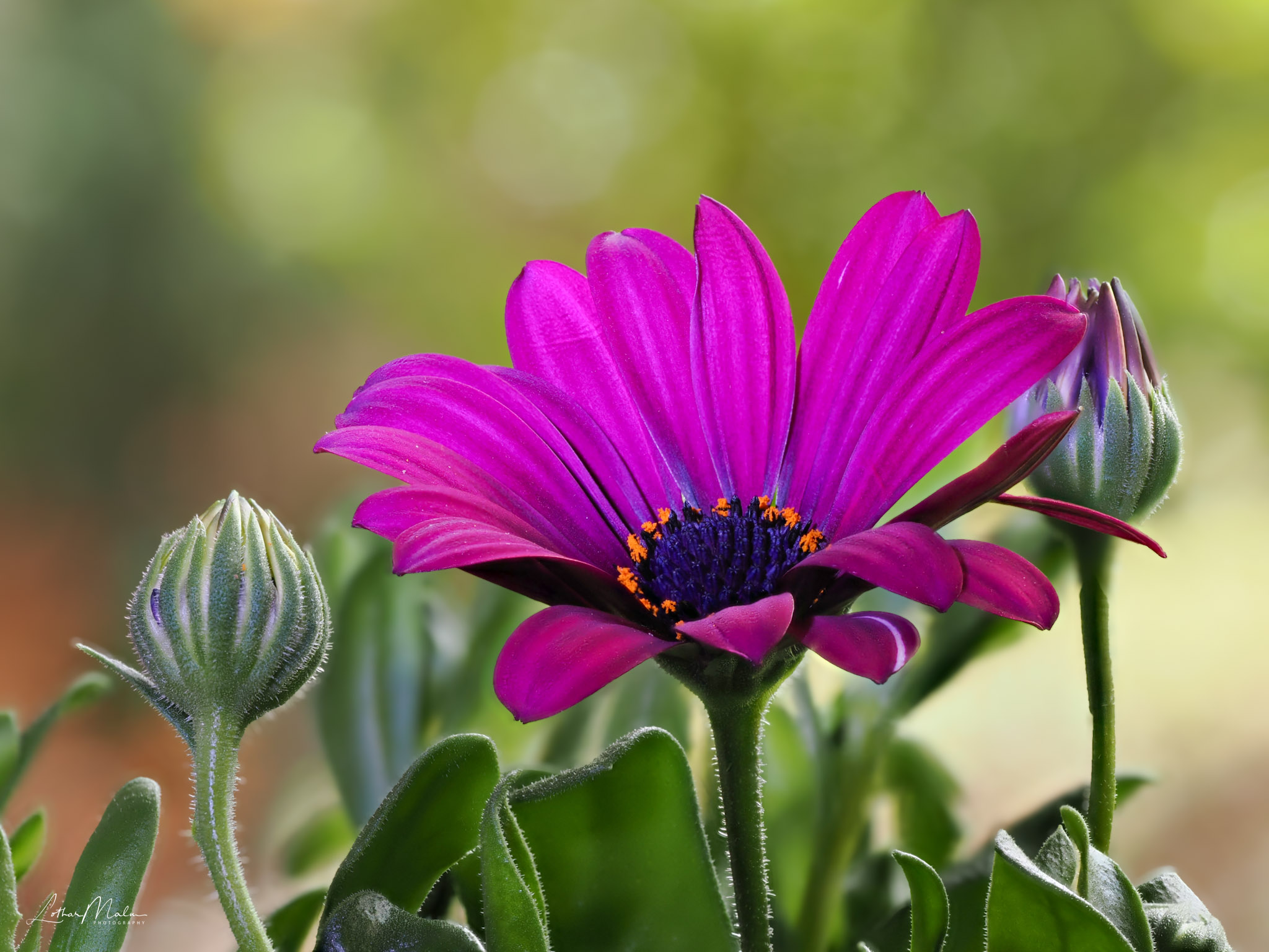 Bornholmer Margarete