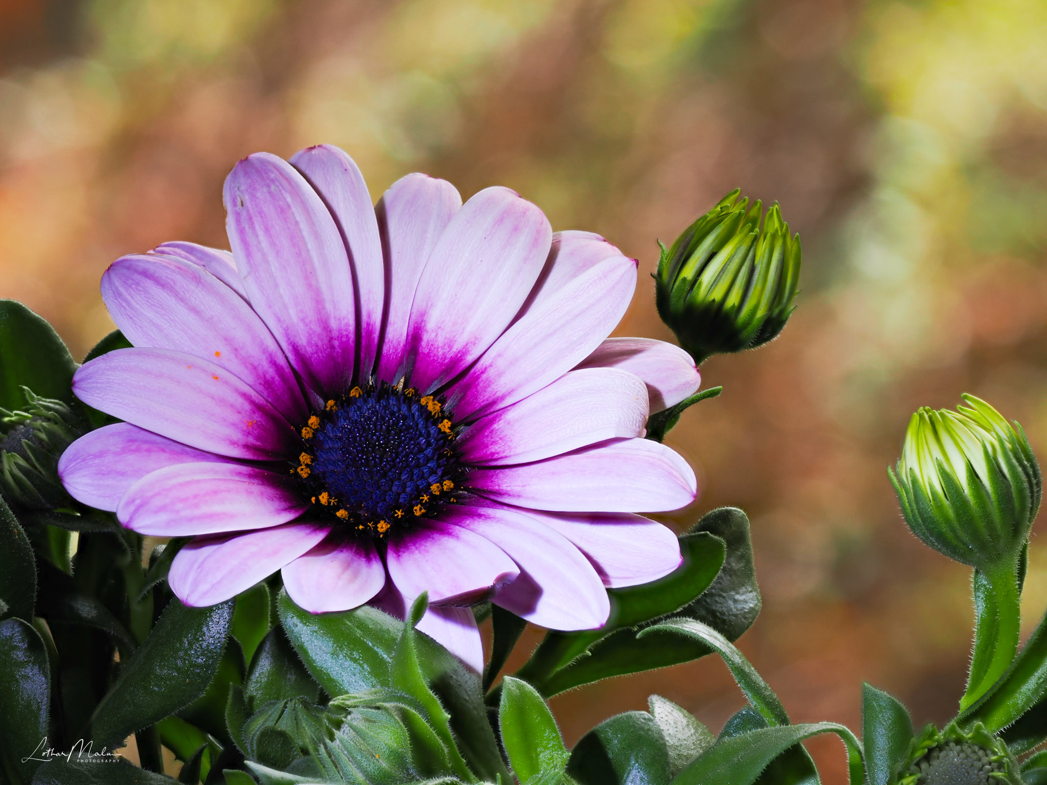 Bornholmer Margarete