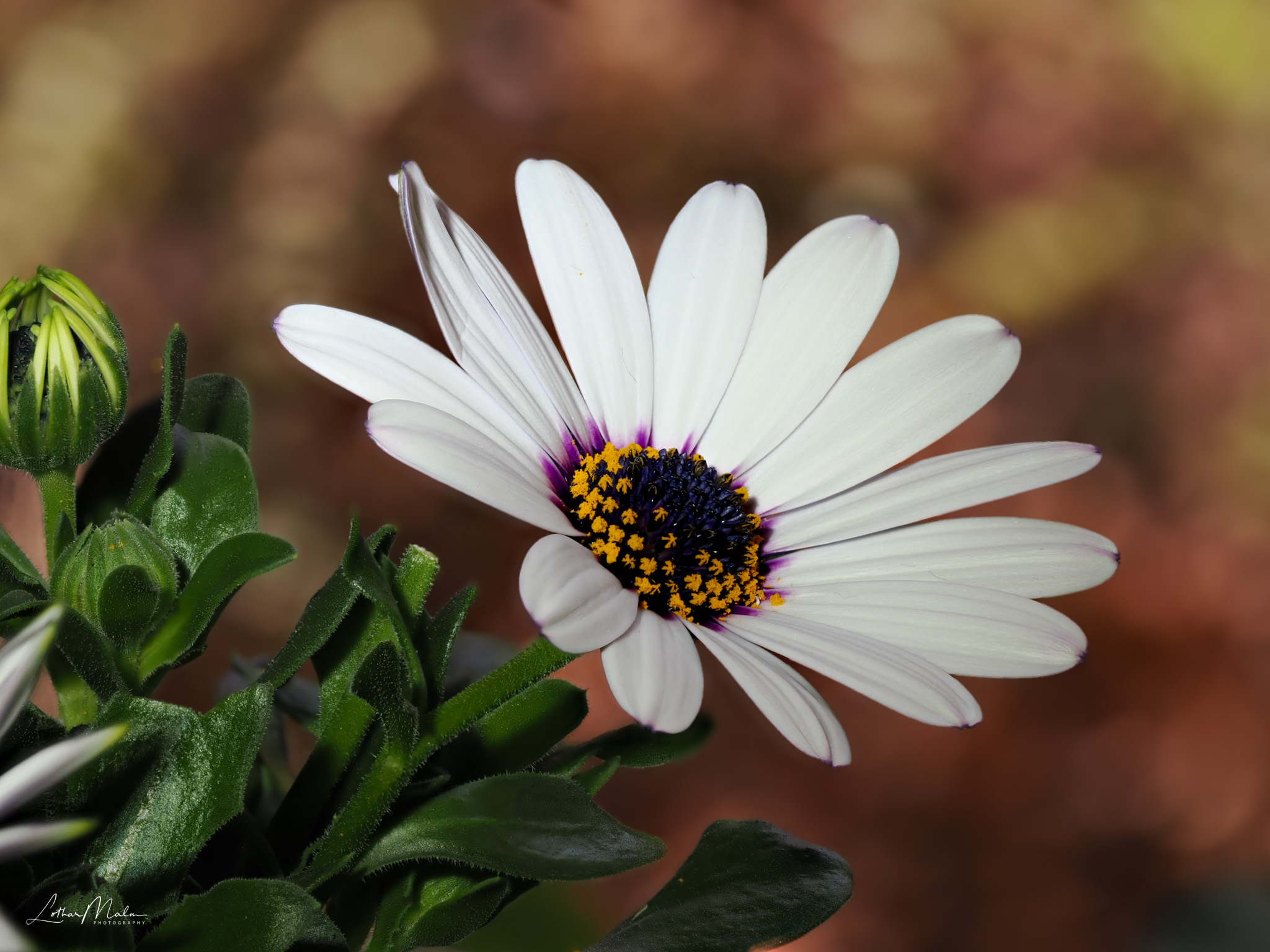 Bornholmer Margarete