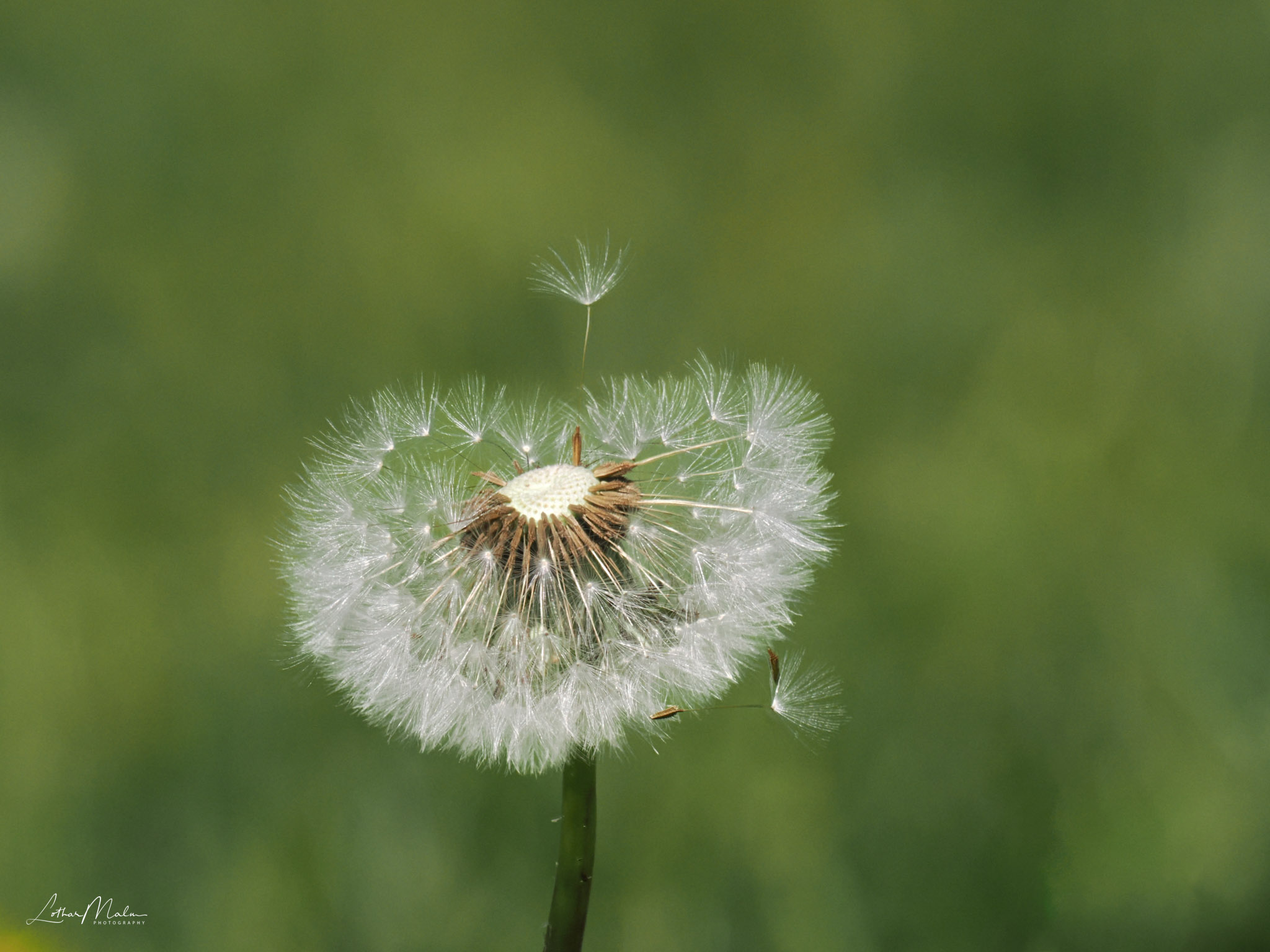 Pusteblume