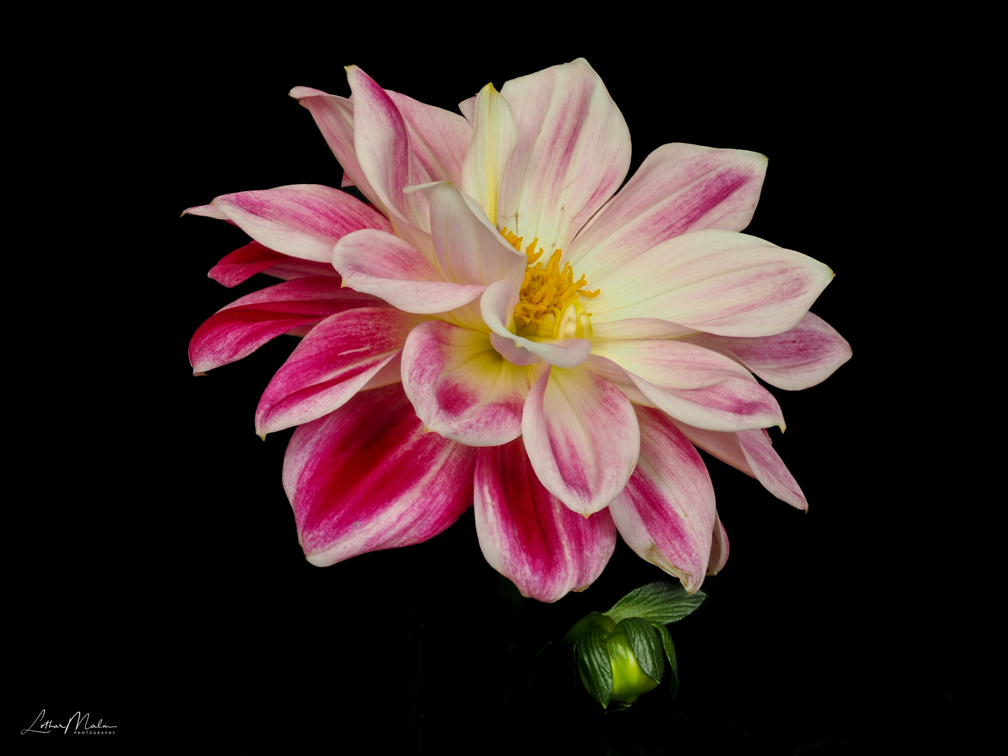 Dahlie
