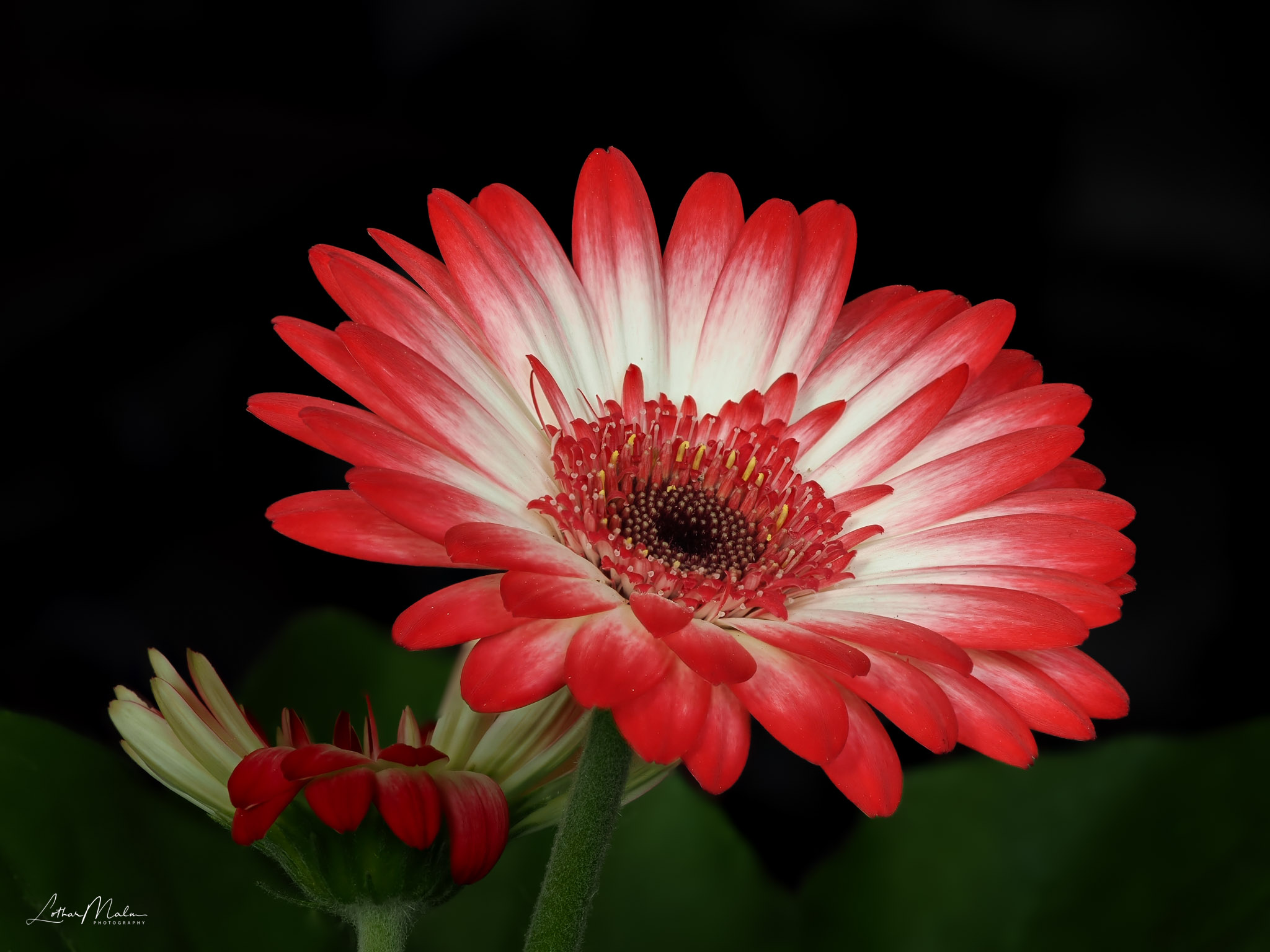 Gerbera