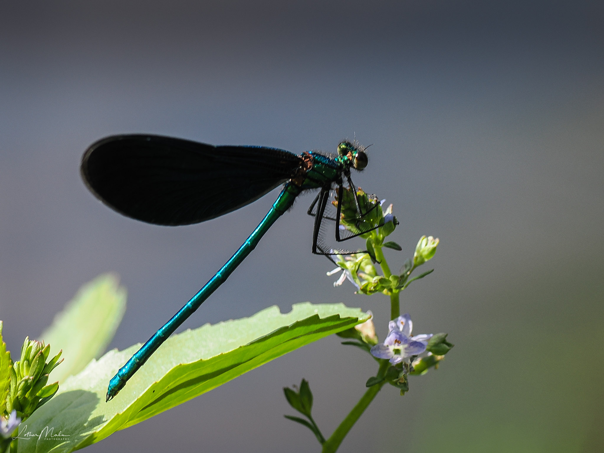 Prachtlibelle